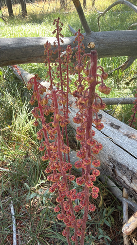 iNaturalist observation photo of woodland pinedrops