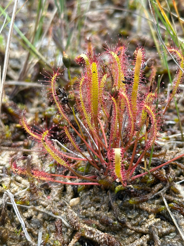 Drosera linearis