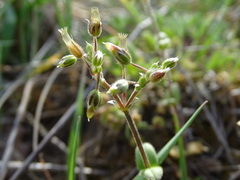 Cerastium pumilum glutinosum