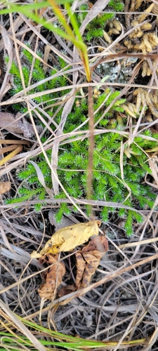 rock spikemoss