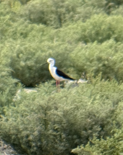 Black-winged Stilt