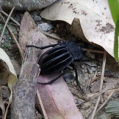 Alphasida holosericea