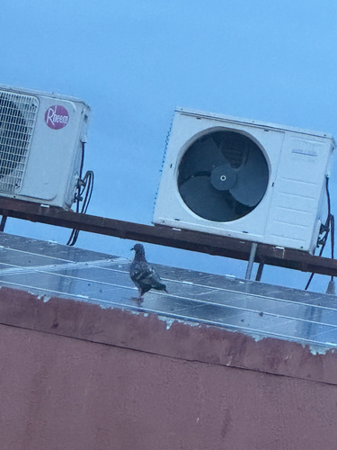 Feral Pigeon