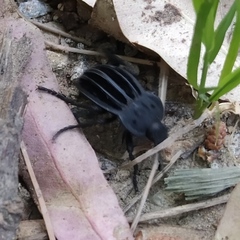 Alphasida holosericea