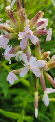 common soapwort