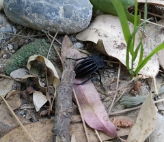 Alphasida holosericea