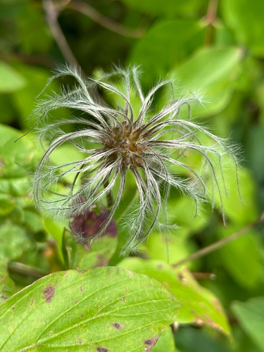 Clematis occidentalis, photograph 1