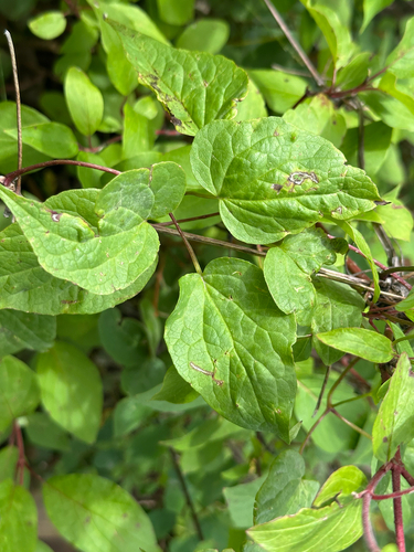 Clematis occidentalis, photograph 2