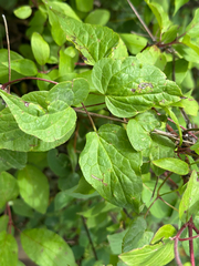 Clematis occidentalis, photograph author not stated, no rights reserved
