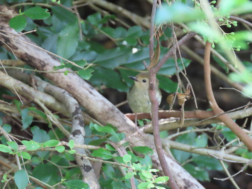 Large-billed Scrubwren (Sericornis magnirostra), photo 4