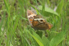 Junonia coenia