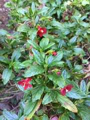 Diplacus parviflorus