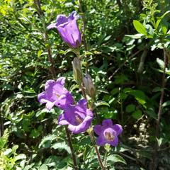 Campanula medium