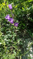 Campanula medium