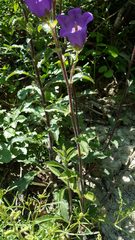 Campanula medium