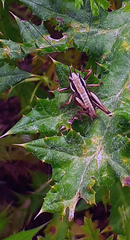 Pholidoptera griseoaptera
