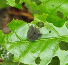 Dorynota kiesenwetteri