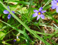 Sisyrinchium pruinosum