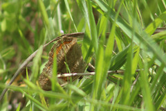 Junonia coenia
