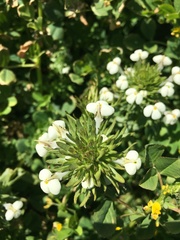 Triphysaria versicolor