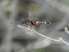 Erythemis