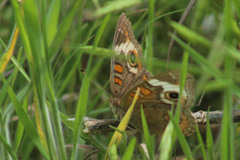 Junonia coenia