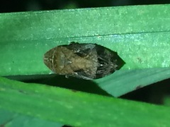 Lepyronia quadrangularis