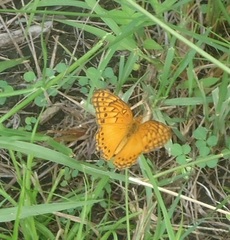 Euptoieta hegesia