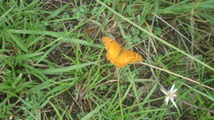 Euptoieta hegesia