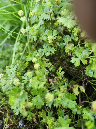 Hydrocotyle batrachium observed 2026-07-01