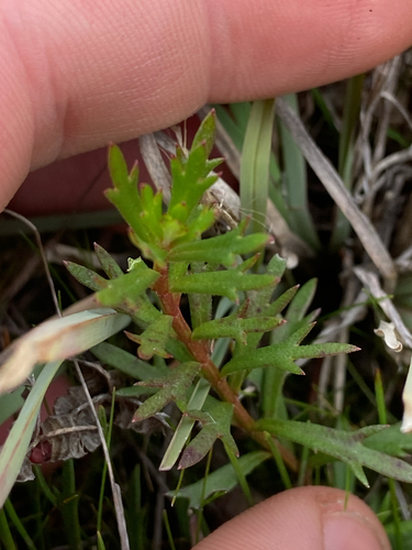 Haloragis heterophylla, 2026-08-06