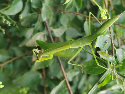 Chinese Mantis