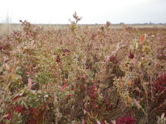 Atriplex pedunculata