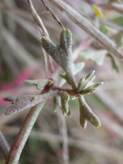 Atriplex pedunculata