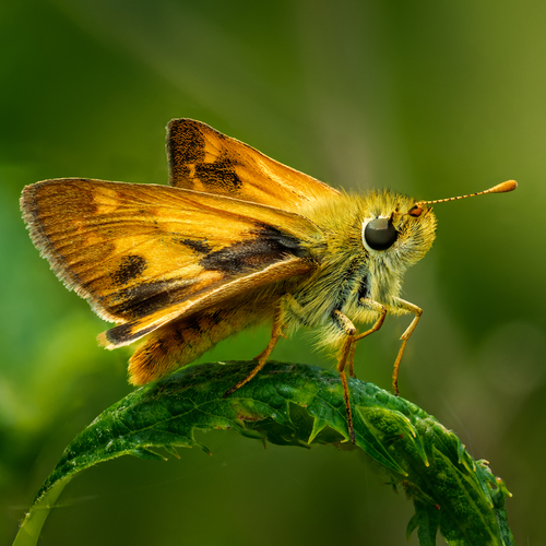 Woodland Skipper photo 6