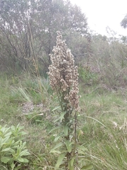 Pterocaulon balansae