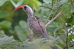 Western Red-Billed Hornbill photo 2