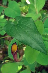 Aristolochia sempervirens