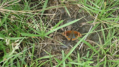 Junonia evarete
