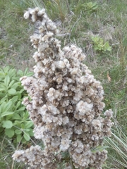 Pterocaulon balansae