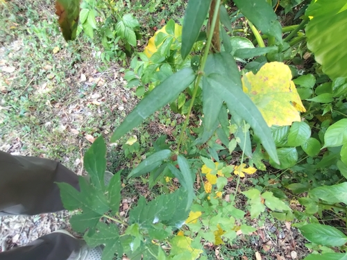 Jasminum nervosum, photograph 3