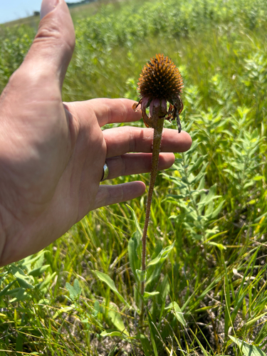 Echinacea angustifolia, photograph 5