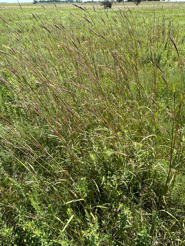 big bluestem