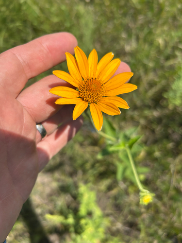 false sunflower