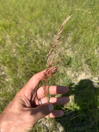 Indiangrass