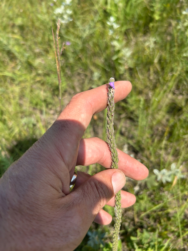hoary vervain