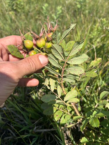 prairie rose