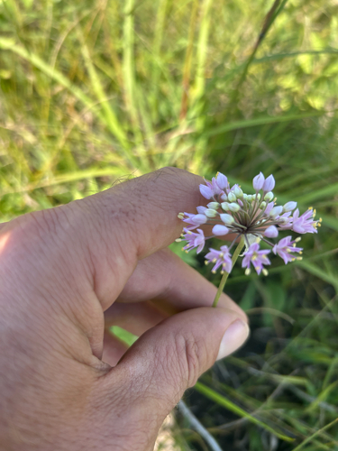 Prairie Onion