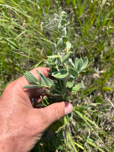 western false gromwell