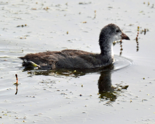 American Coot